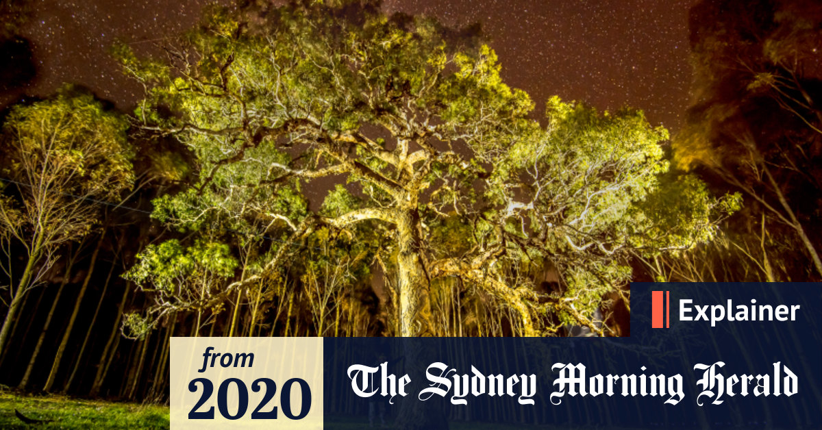 Djab Wurrung tree What do these sacred trees tell us about Aboriginal